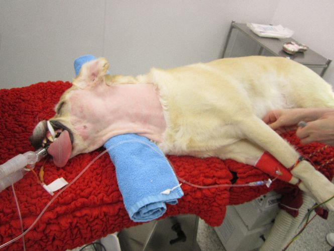 Retriever in position ready for 